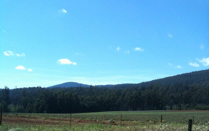Toolangi Hills