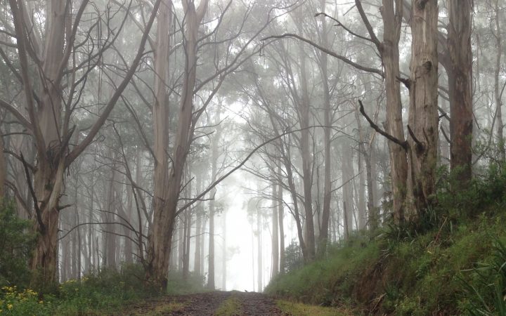 Upper Yarra Explorer